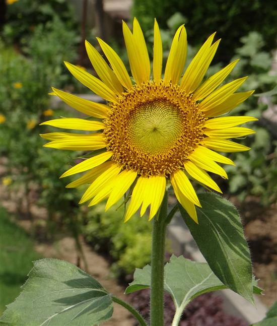Helianthus annuus